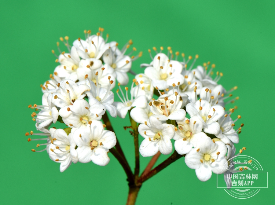 修枝荚蒾花序（纯白色）.JPG