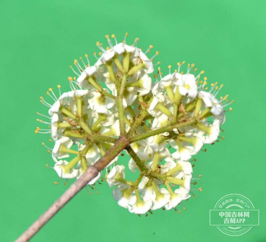 修枝荚蒾花序（背）.JPG