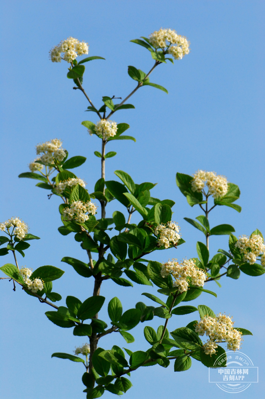 修枝荚蒾枝条（花期）.JPG