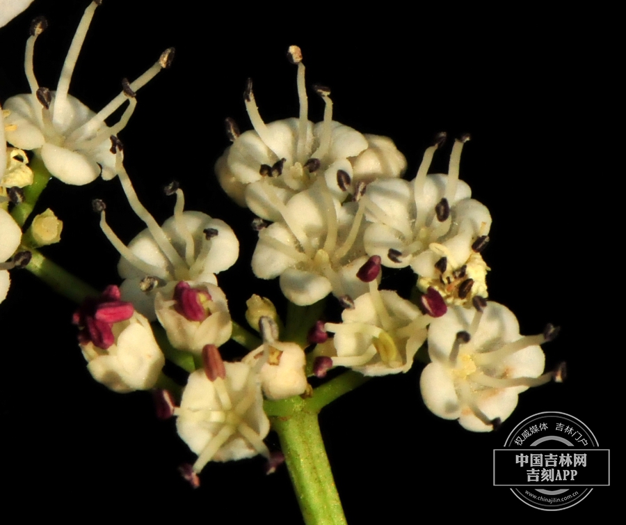 鸡树条花（中央花）.jpg