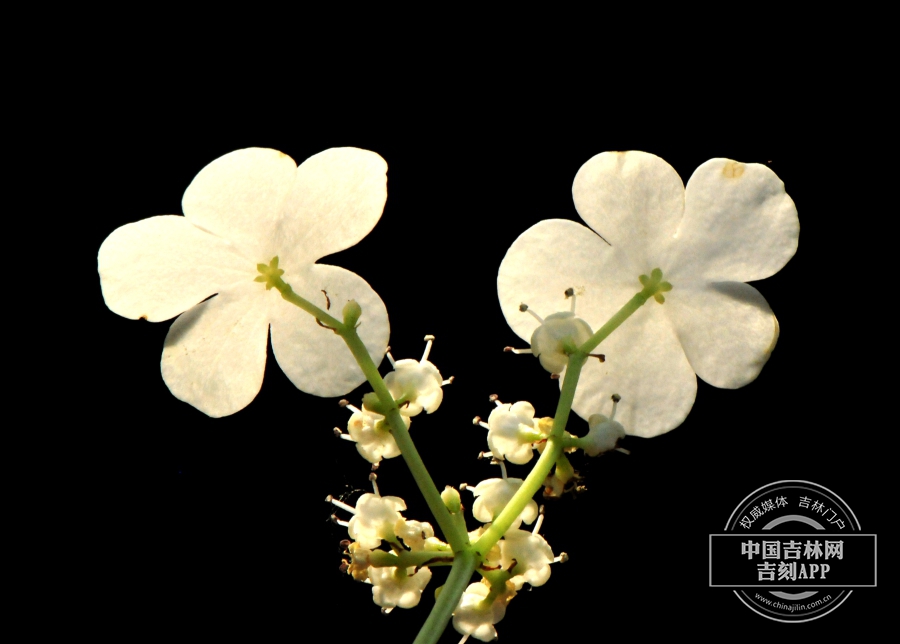 鸡树条不孕花（背）.jpg