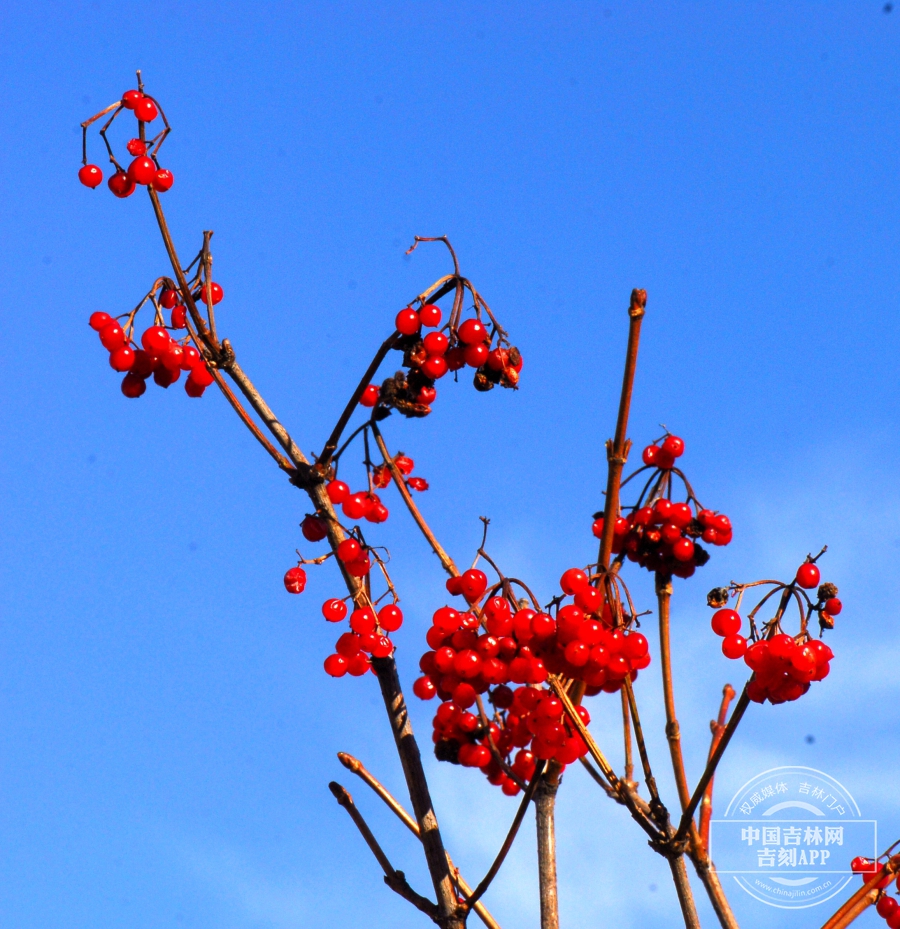鸡树条枝条（冬季）.JPG