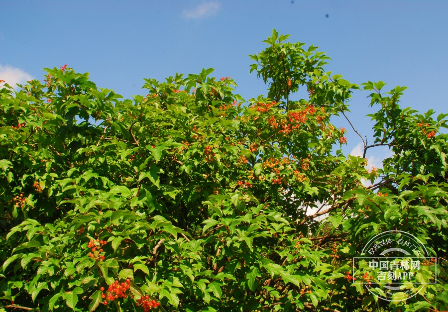 鸡树条植株（果期，秋季）.JPG