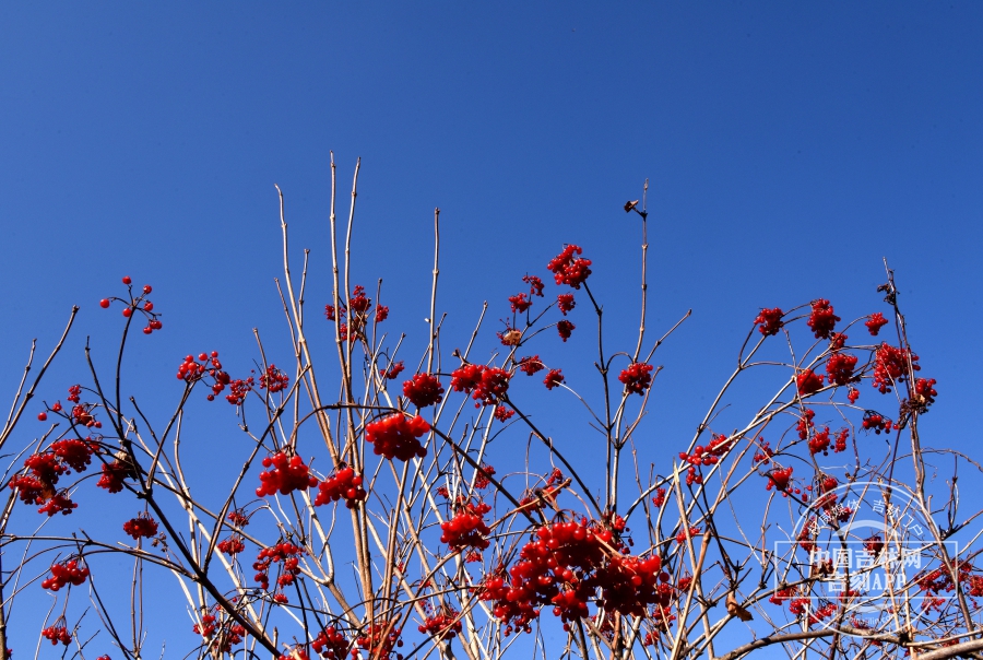 鸡树条植株（果期，冬季）.JPG