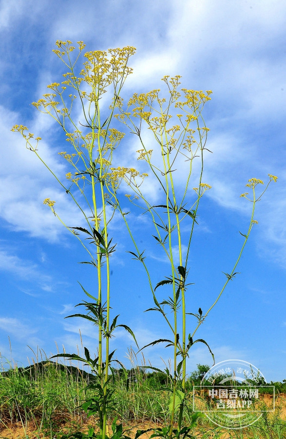 败酱植株（散生）.jpg