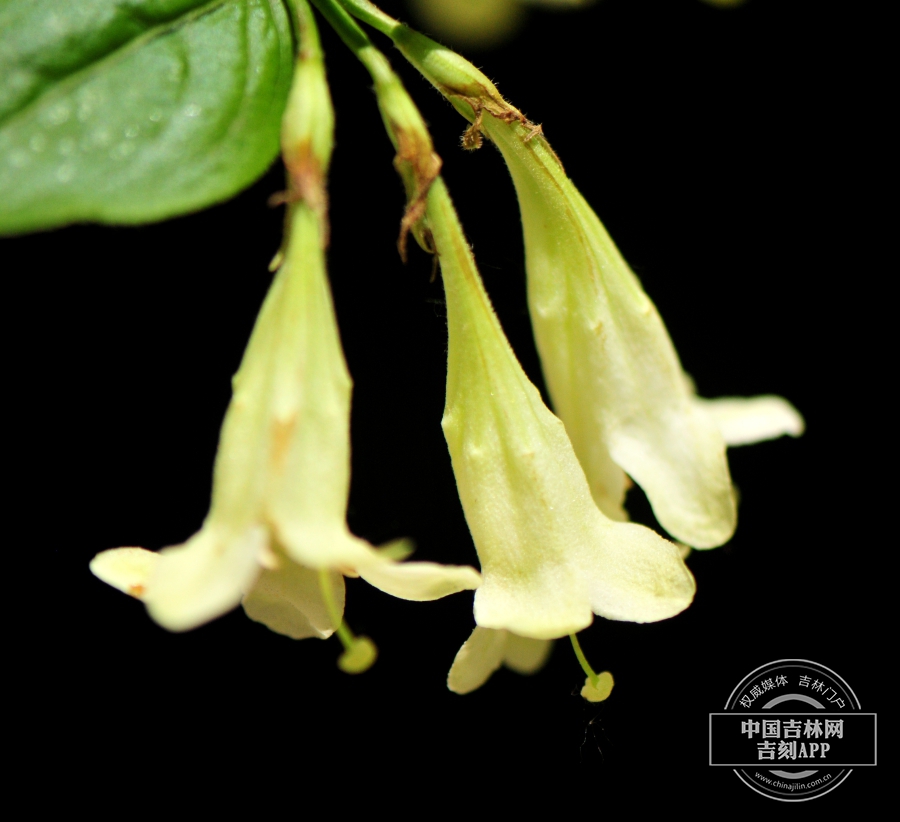 锦带花花（淡黄色）.jpg