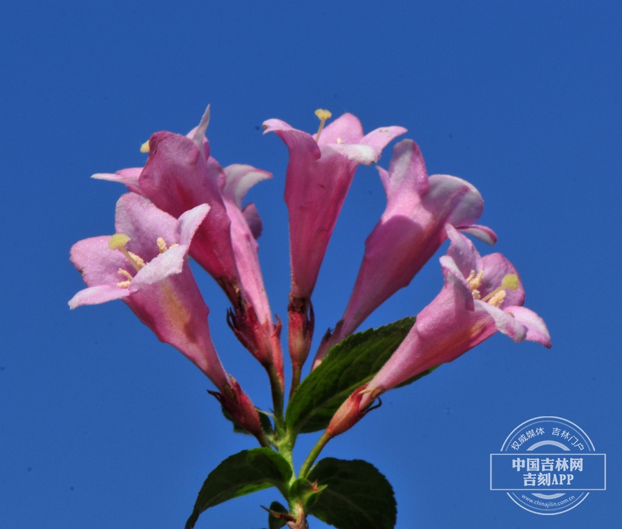 锦带花（粉色，侧）.jpg