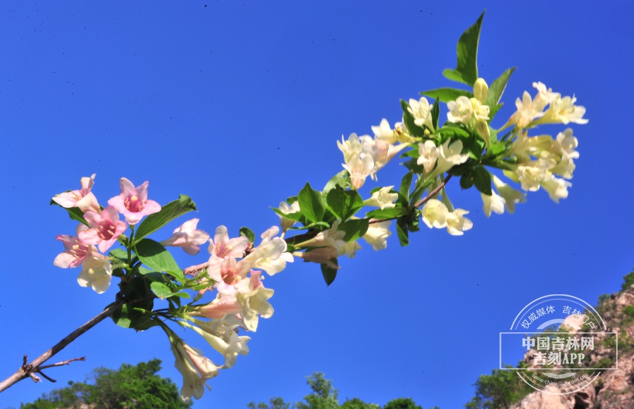 锦带花枝条（花杂色）.jpg