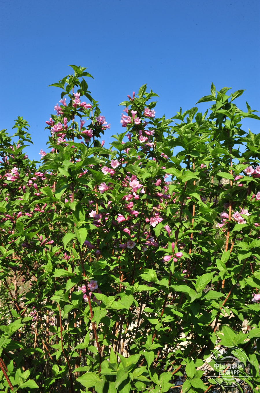 锦带花植株.JPG