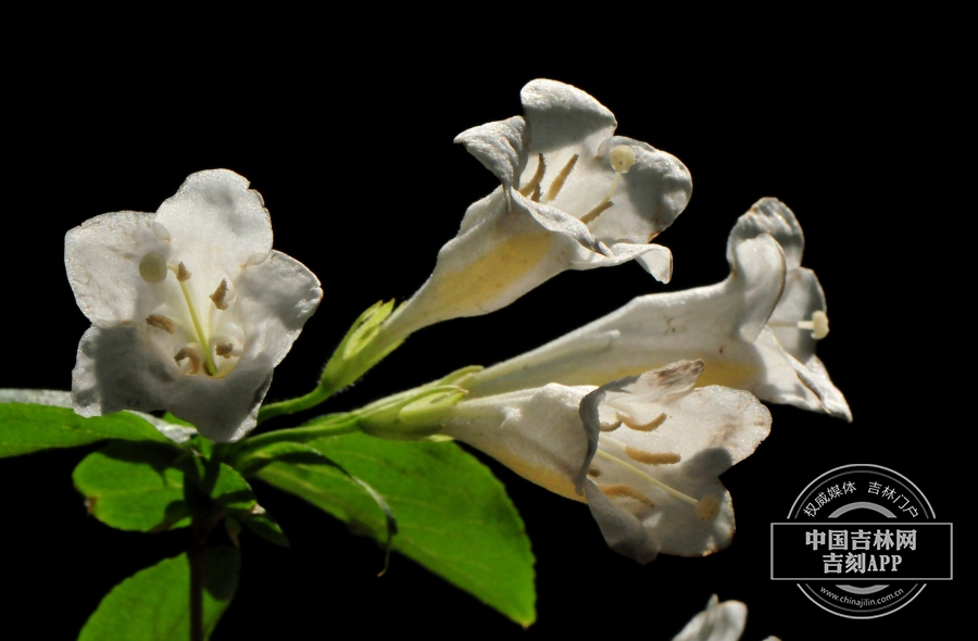 白花锦带花.jpg