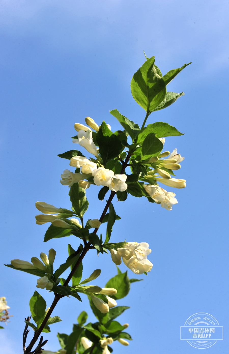 白锦带花枝条.jpg