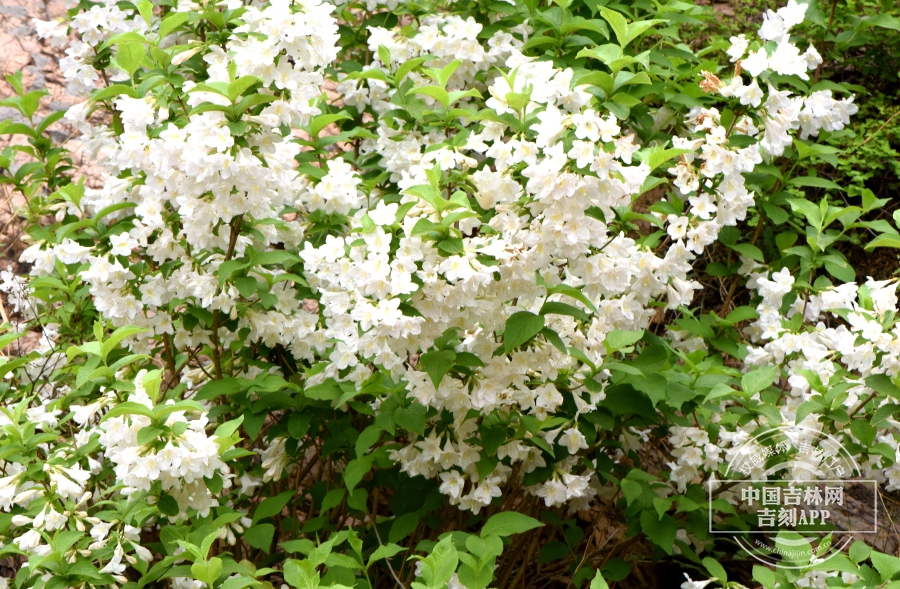 白锦带花植株.JPG