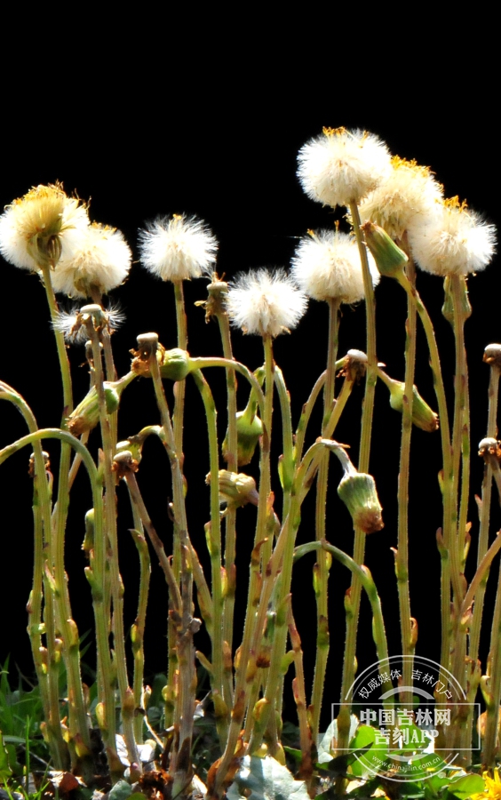 款冬植株（果期）.jpg