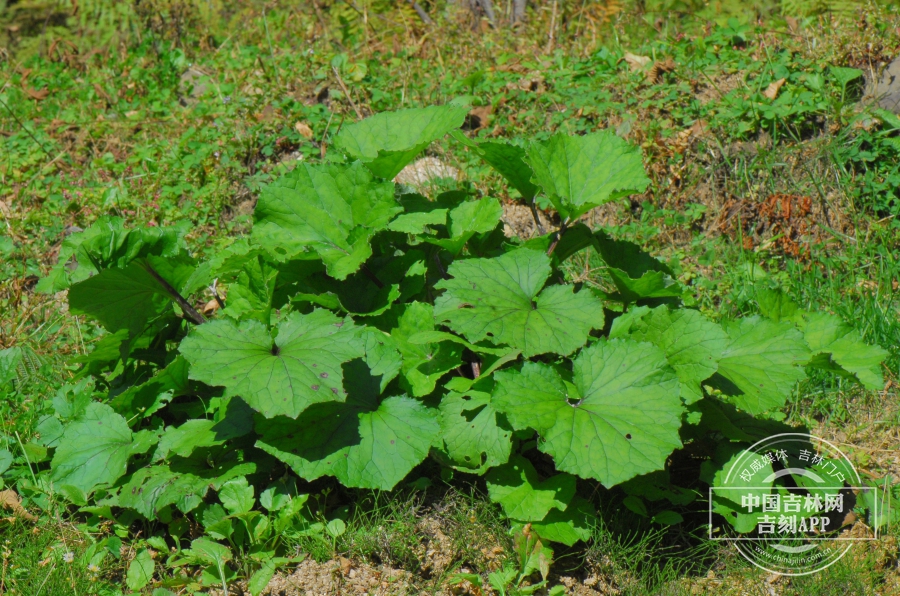 款冬植株（展叶期）.JPG
