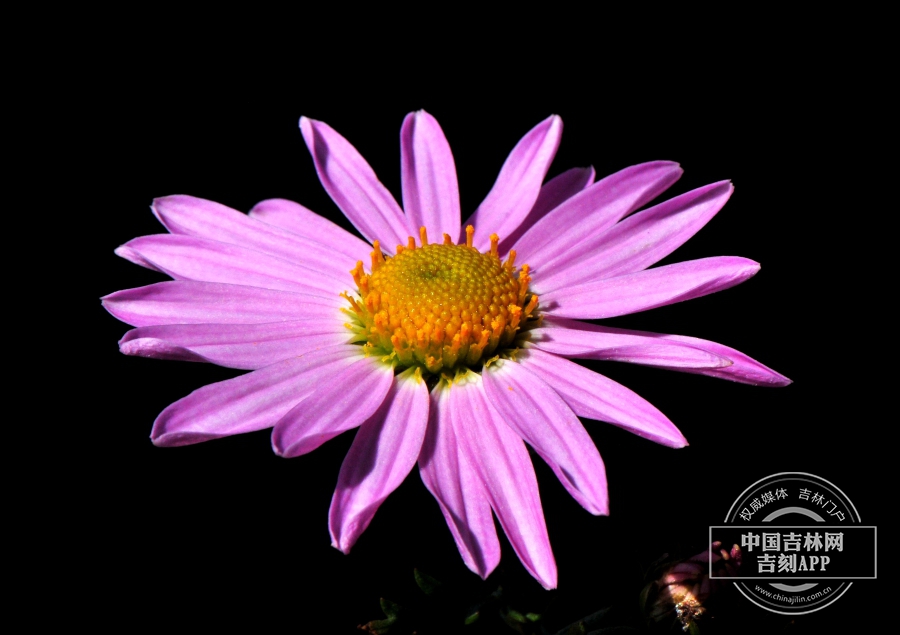 小红菊花序（深粉色）.jpg