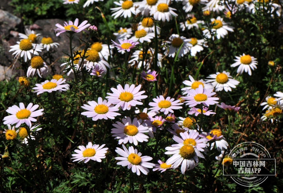 小红菊植株.jpg