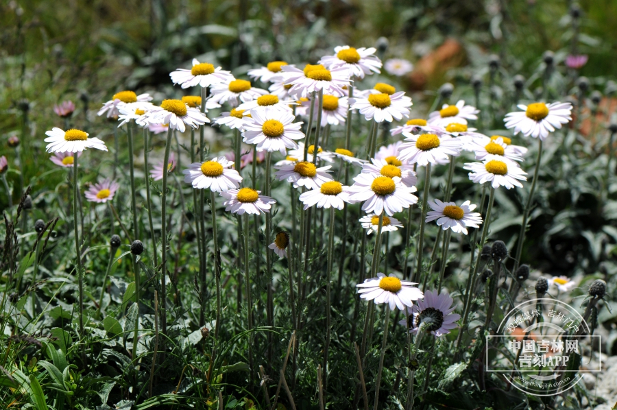 小山菊植株（花白色）.jpg