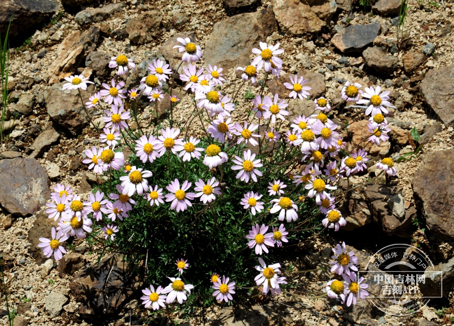 小山菊植株（花浅粉色）.jpg