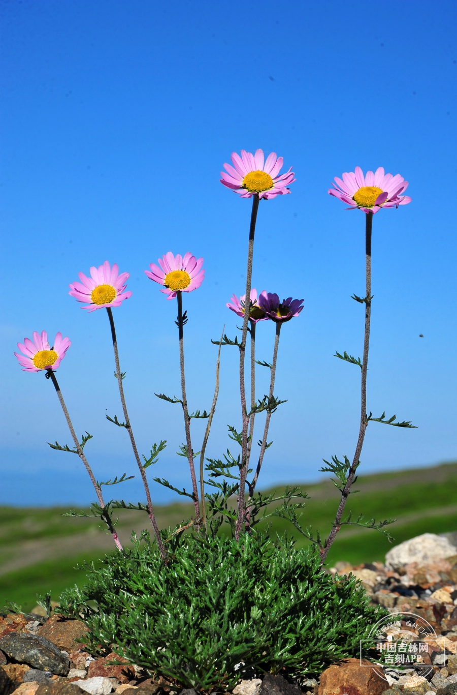 小山菊植株（花深粉色）.jpg