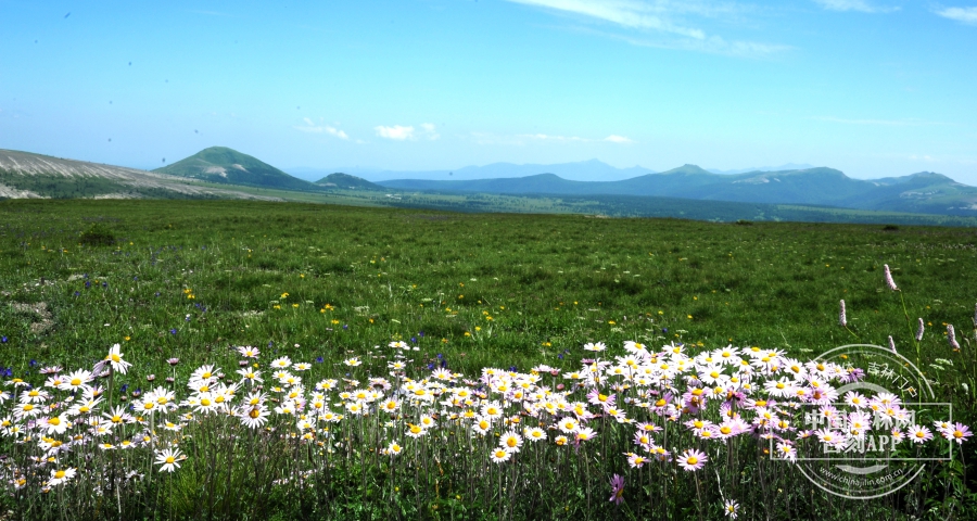 小山菊群落.jpg