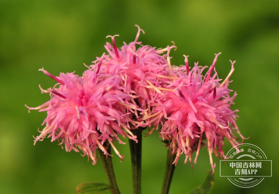 美花风毛菊花序（粉红色，后期）.jpg