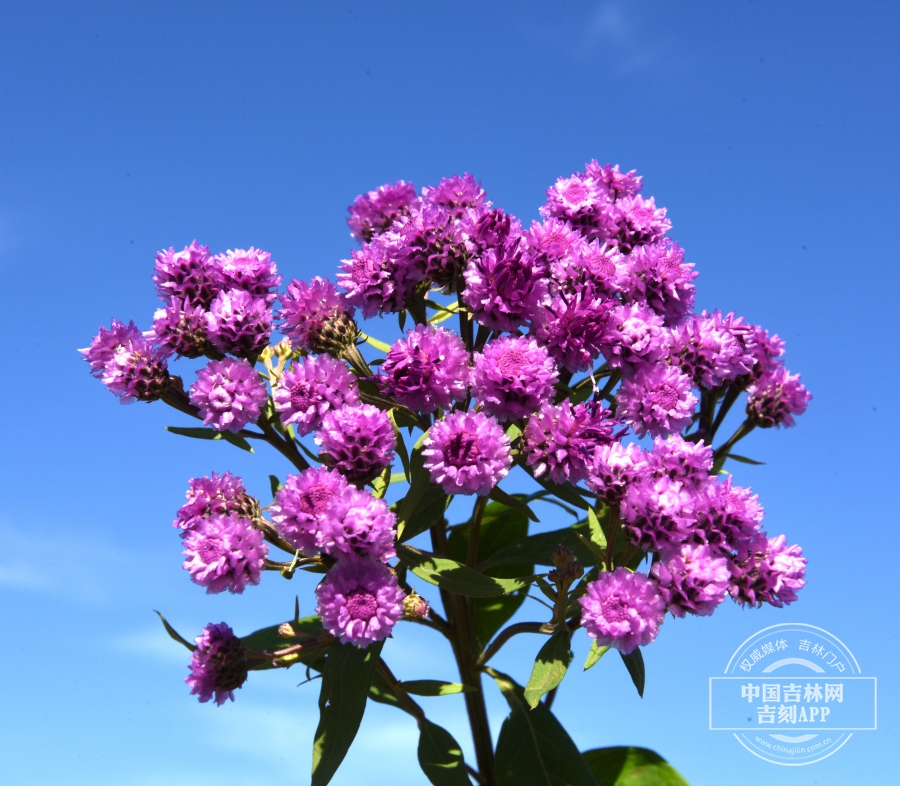 美花风毛菊总花序.JPG
