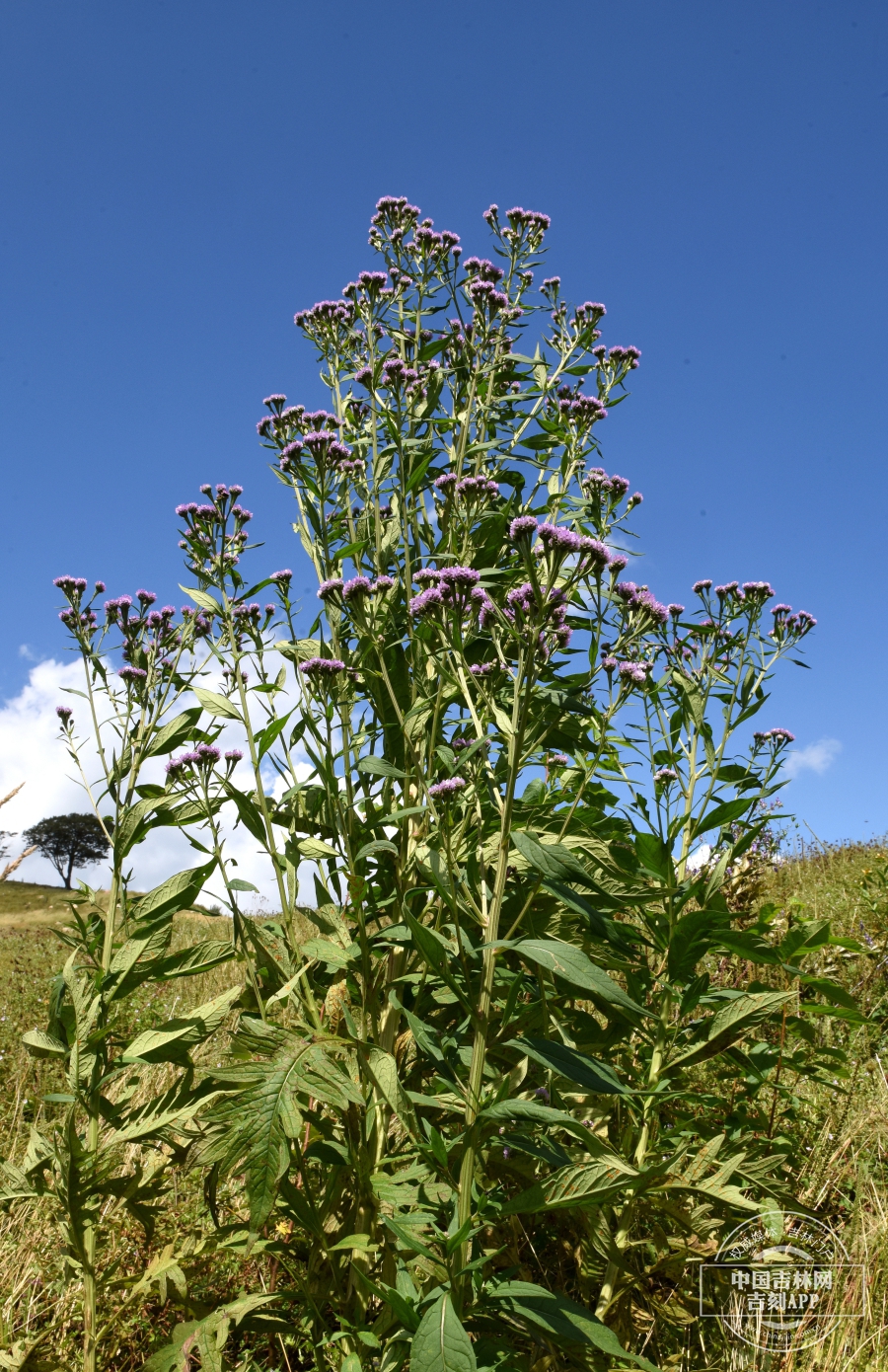 美花风毛菊植株（山坡型）.JPG
