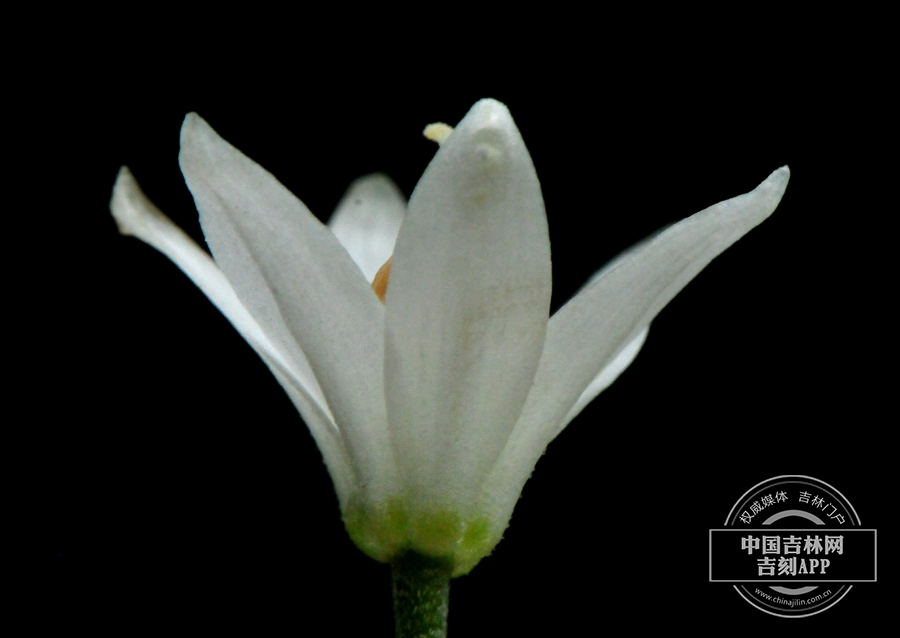 七筋姑花（侧）.jpg