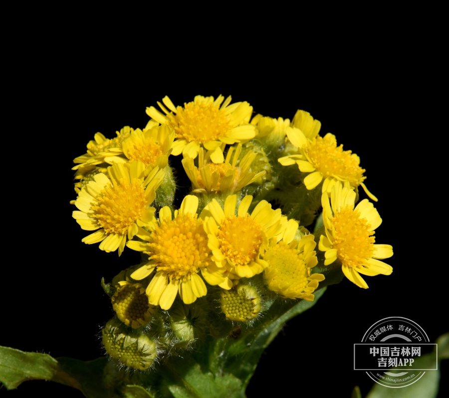 湿生狗舌草花序.JPG