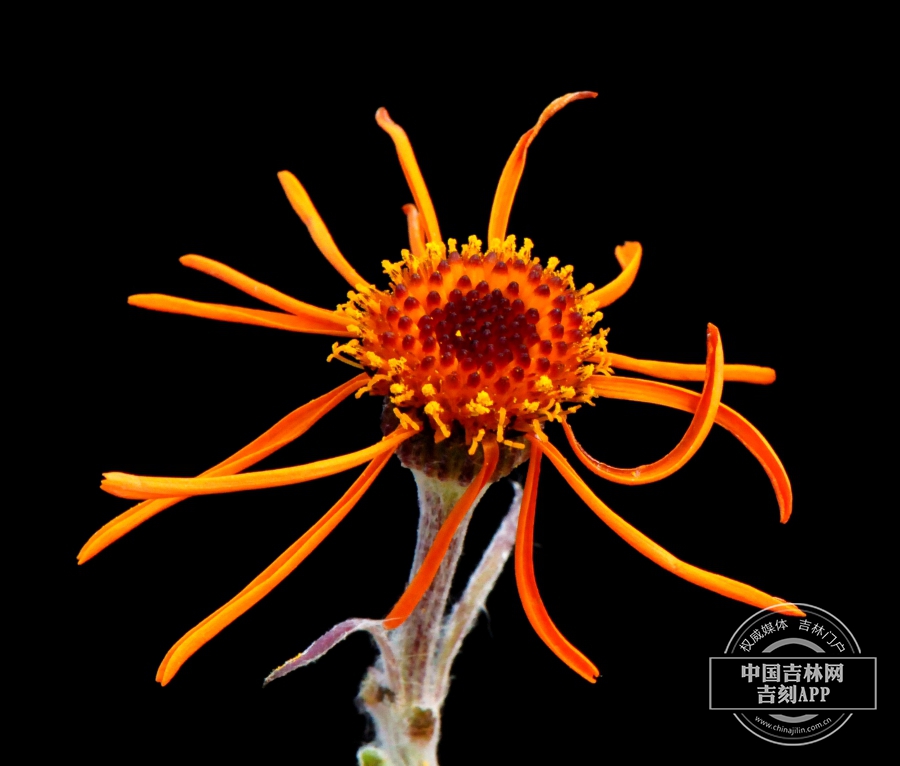 红轮狗舌草花序 （深橙色）.jpg