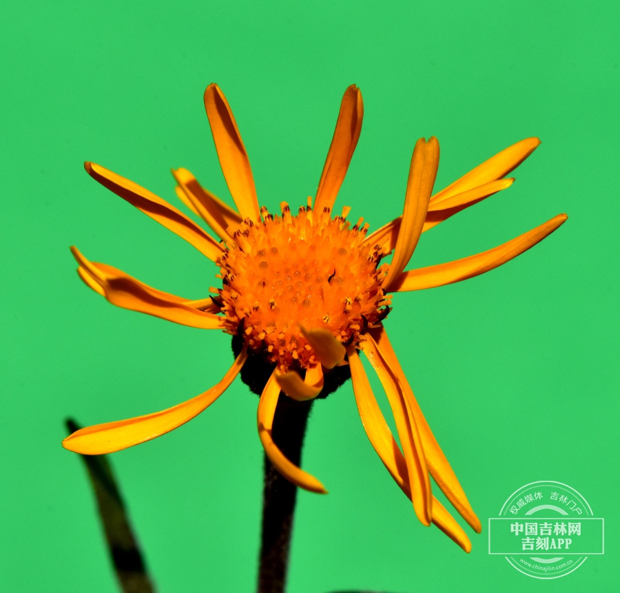 红轮狗舌草花序 （金黄色）.jpg