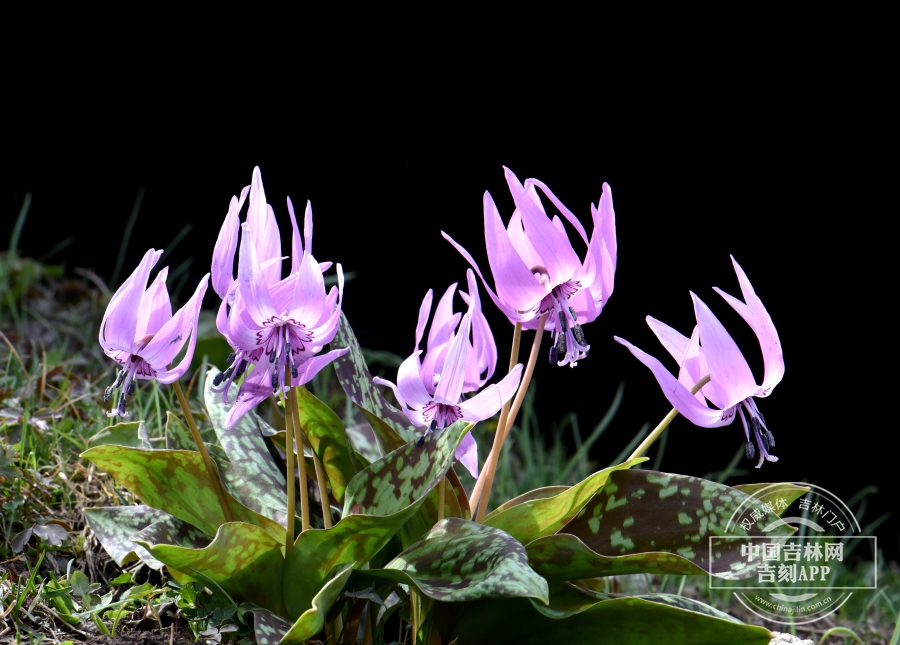 猪牙花植株（花浅粉色）.jpg