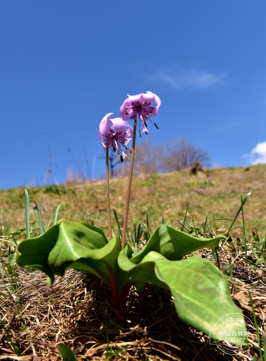 猪牙花植株（生活在高山草甸）.JPG