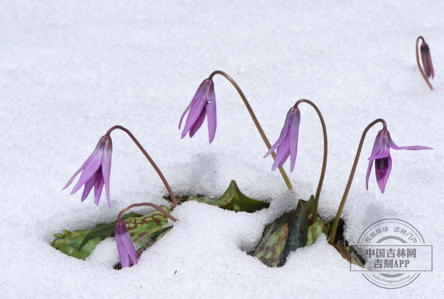 猪牙花植株（雪中）.jpg