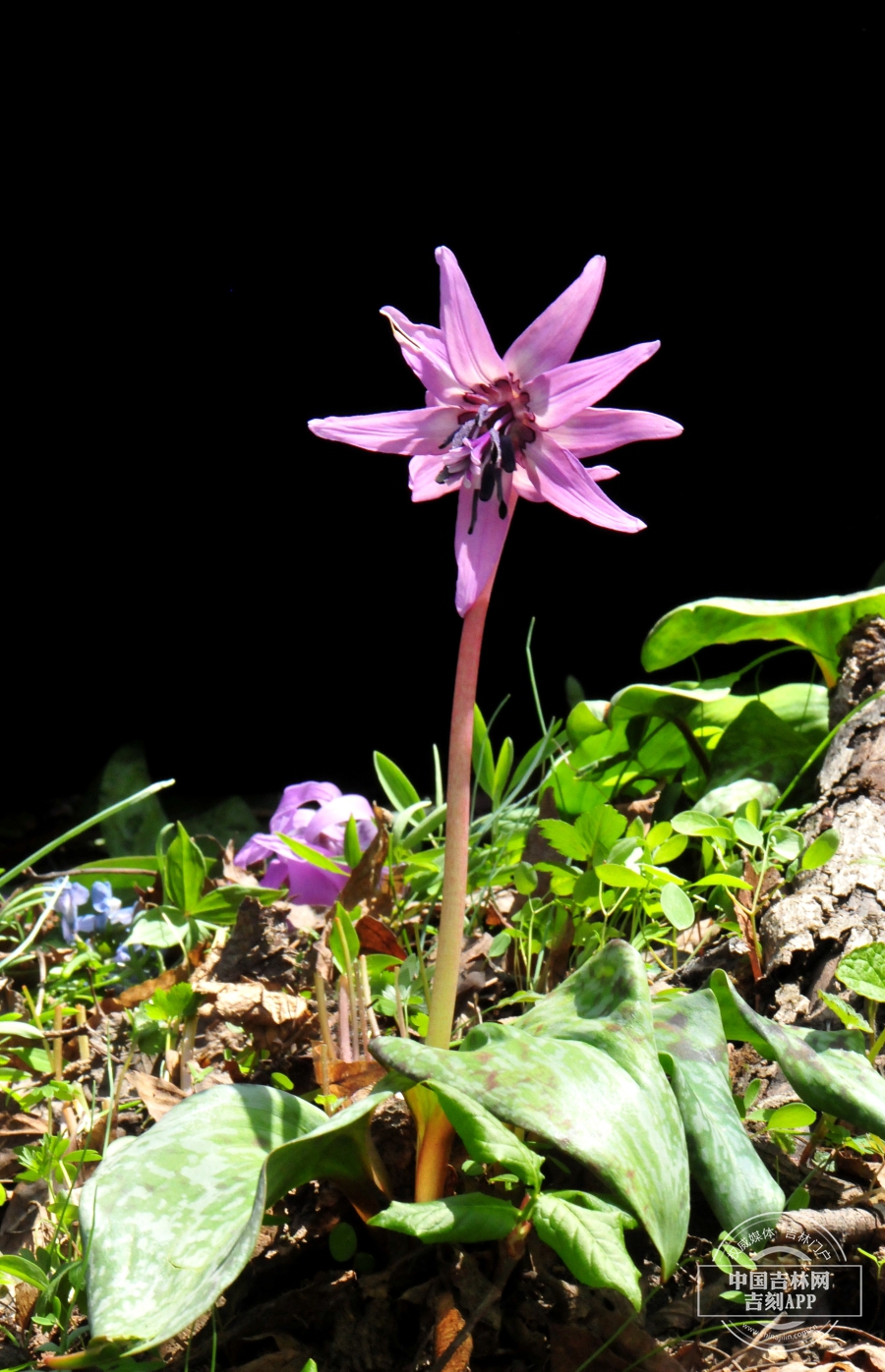 猪牙花植株（重瓣）.jpg