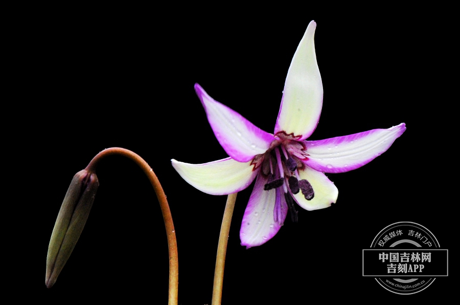 白花猪牙花花（花被片粉边）.jpg