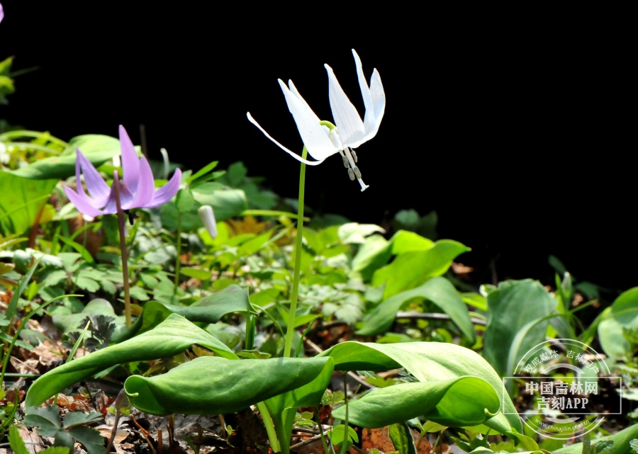 白花猪牙花植株.jpg