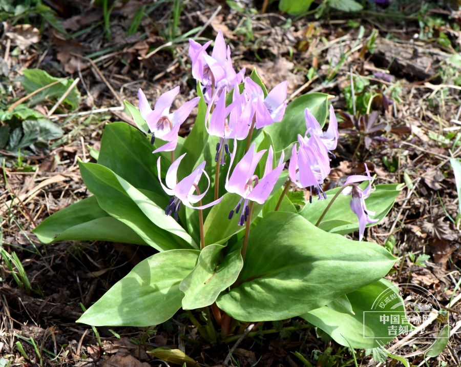 无斑猪牙花植株（花浅粉色）.jpg