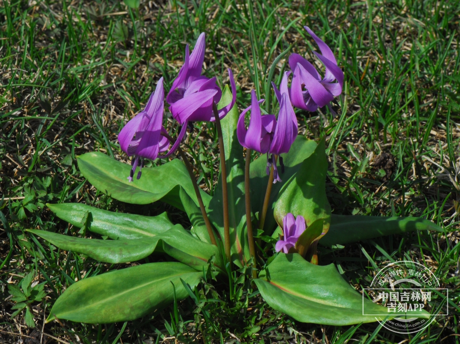 无斑猪牙花植株（花深粉色）.JPG