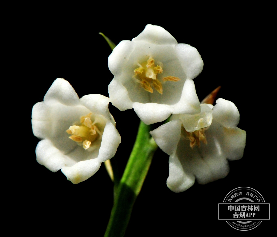铃兰花.jpg