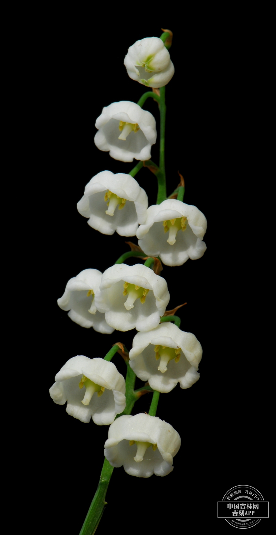 铃兰花序（纯白色）.jpg