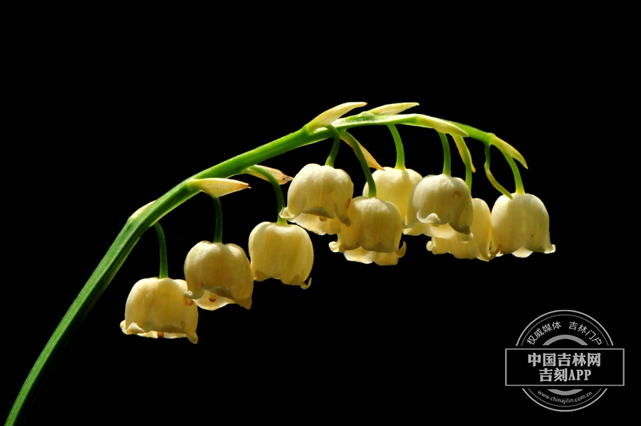 铃兰花序（乳白色）.jpg