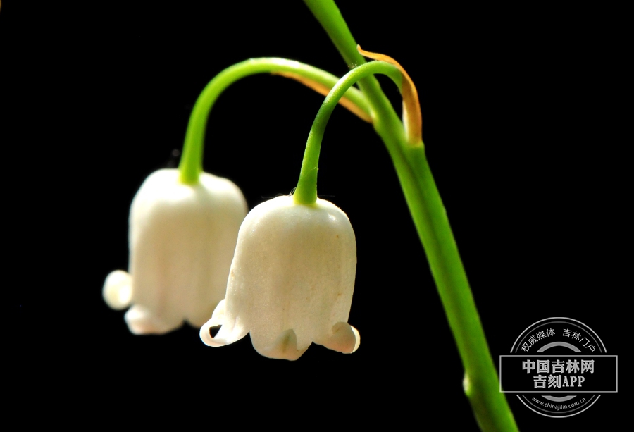 铃兰花（侧）.JPG