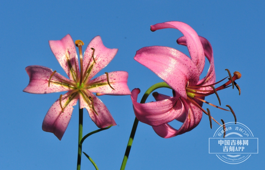 垂花百合花.jpg