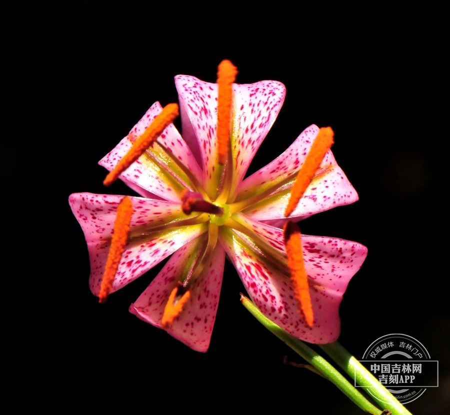 垂花百合花（花药橙红色）.jpg