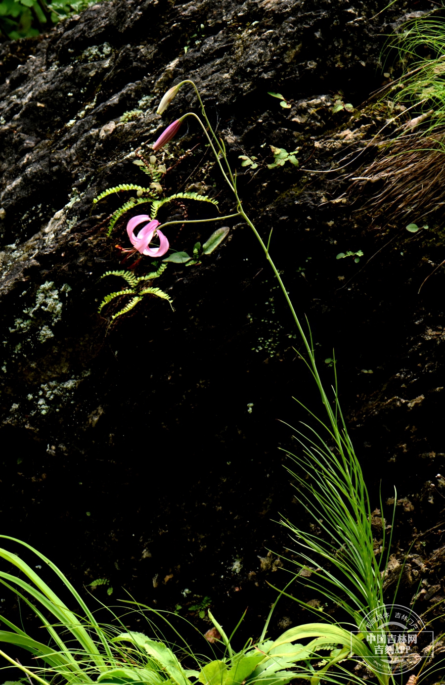 垂花百合植株.jpg