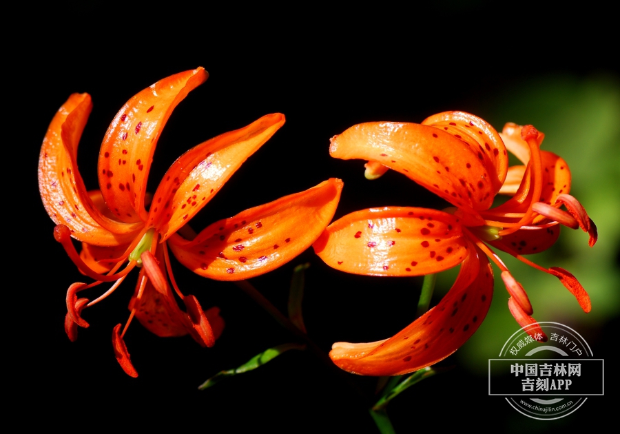 东北百合花（二花）.JPG