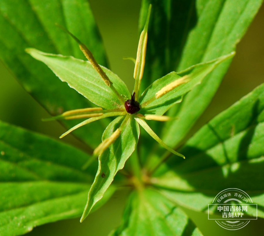 北重楼花（花被片3）.jpg