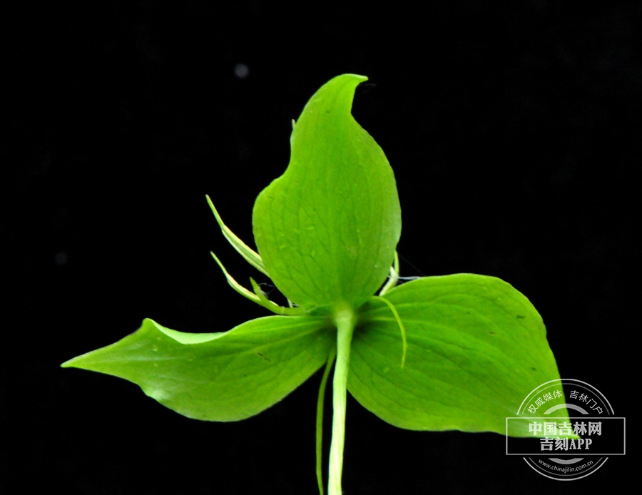 北重楼花（花被片3，背）.jpg