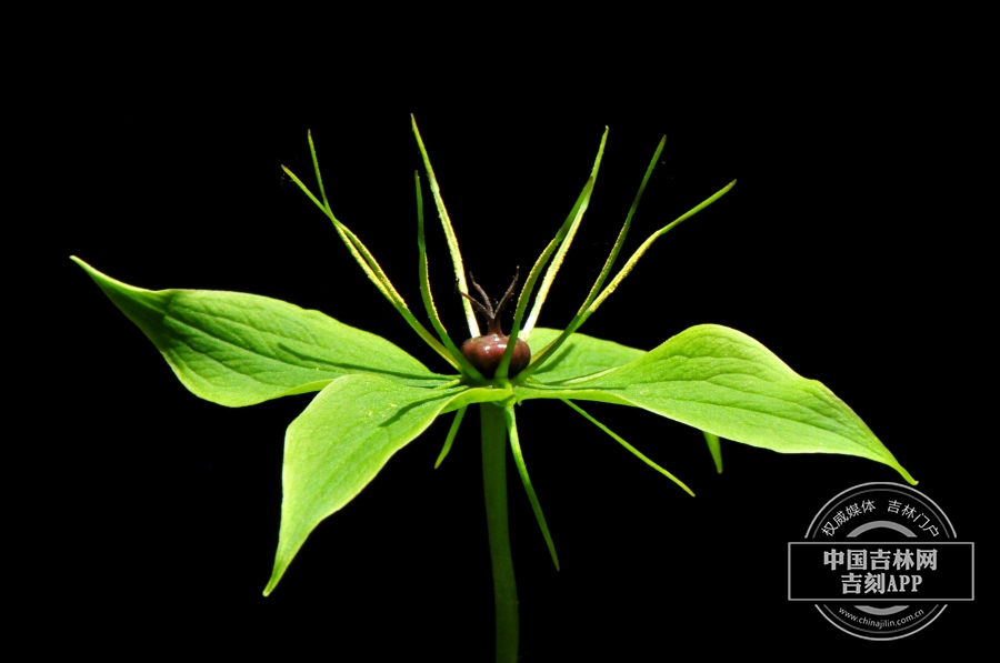 北重楼花（花被片3，侧）.jpg